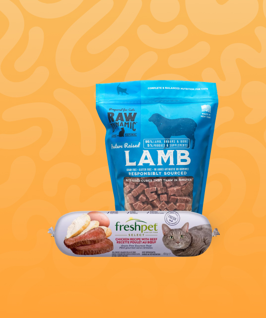 ミニピン 服 専門 店 - miniature pinscher wearing custom fit dog clothes