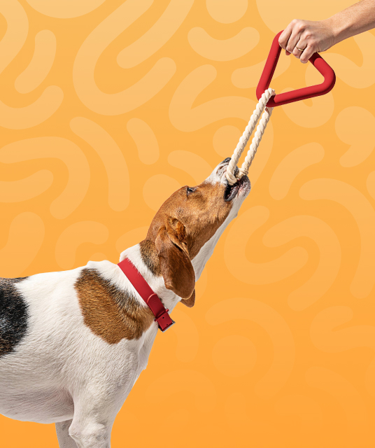 ミニピン 服 専門 店 - dog measuring tape professional fitting