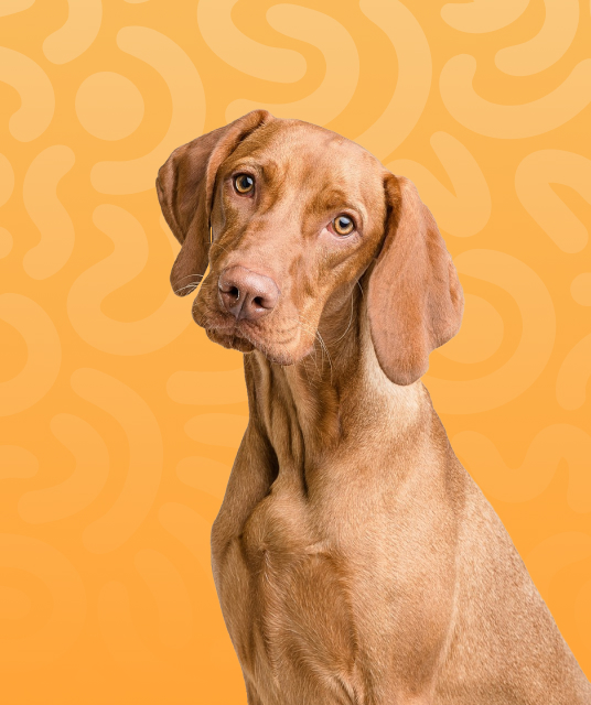 犬 ウェア - Professional Guide and Review