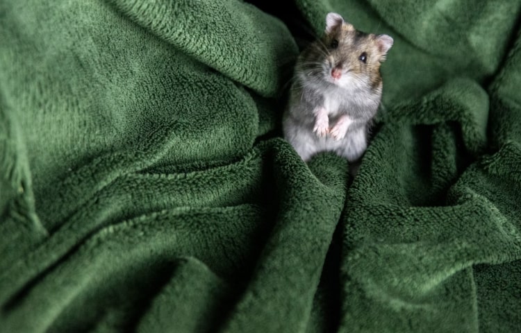 ドッグフード ローテーション - Japanese pet food market analysis 2025