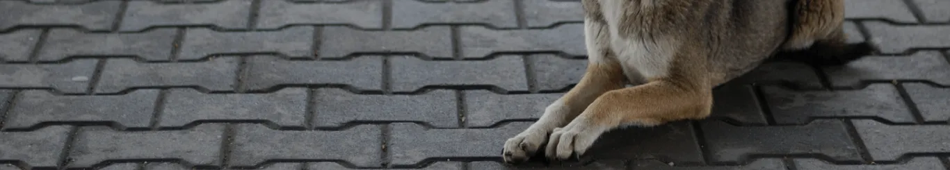 犬 服 測り 方 - professional dog clothing measurement 2025 japan