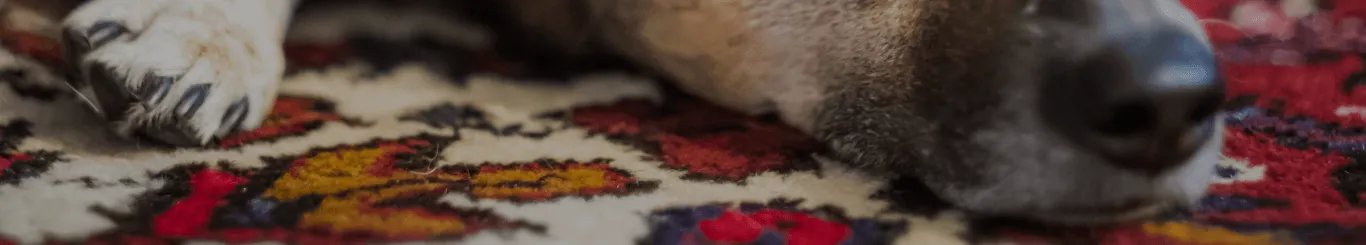 犬 服 測り 方 - dog owner measuring clothes success story